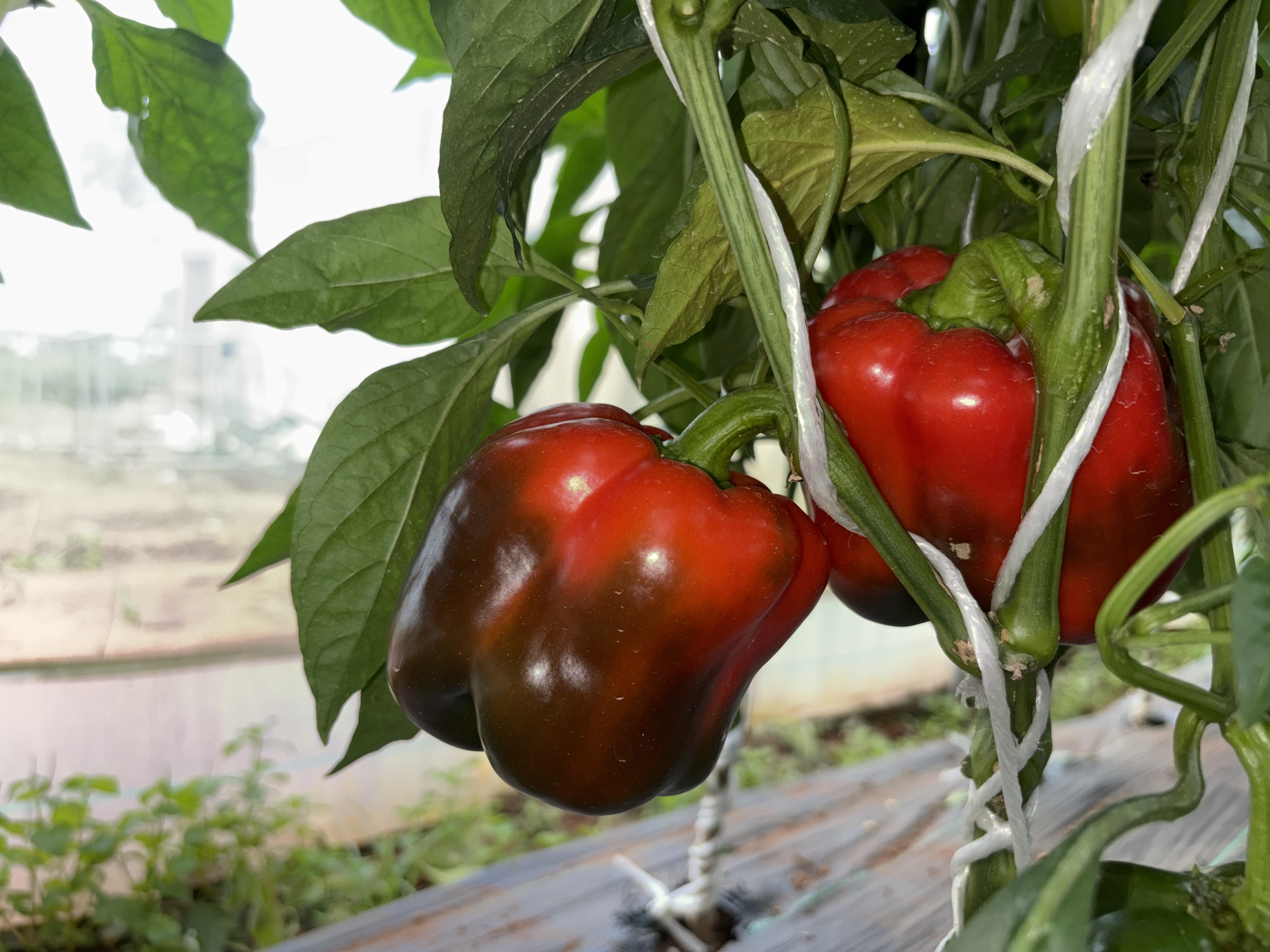 Variety